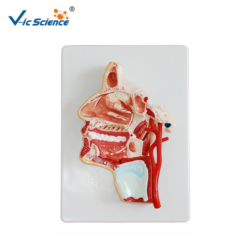 Buy cheap Artificial Human Anatomical Model Vertical Teaching Head Model VIC-324 from wholesalers