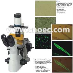 Buy cheap Laboratory Fluorescence Microscope from wholesalers