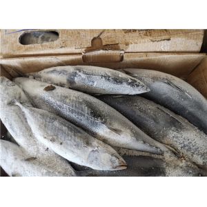 Buy cheap Katsuwonus Pelamis Whole Round 3.4kg Frozen Skipjack Tuna from wholesalers