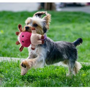Buy cheap Natural Stuffed Squirrel Dog Plush Toys For Puppies from wholesalers