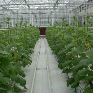 Buy cheap High Light Transmission Venlo Glass Greenhouse Easy Installation from wholesalers