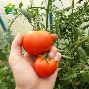 Buy cheap Balcony NFT Hydroponic System from wholesalers