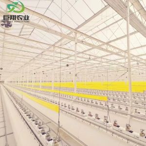 Customized Hydroponics Greenhouse with Climate Control System and Double Layer