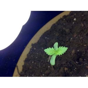 Buy cheap 400W UV LED Grow Light In Greenhouse 3.1umol/J from wholesalers