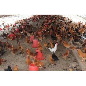 Automatic Feeding Chicken Nipple Drinker System Ground Breeding