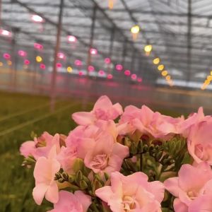 Buy cheap Multi-Span Glass Greenhouse Hydroponic System for Optimal Vegetable Growth Conditions from wholesalers