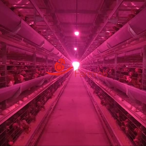 Buy cheap Industrial-Grade 6-Tier Layer Chicken Cage System Durability from wholesalers