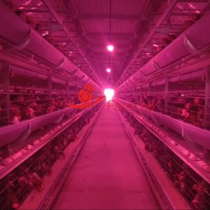 Buy cheap Industrial-Grade 6-Tier Layer Chicken Cage System Durability from wholesalers