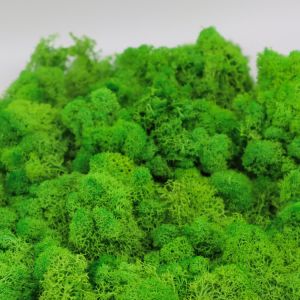 Multiple Colors Interior Decoration Preserved Green Wall With Simple Structure