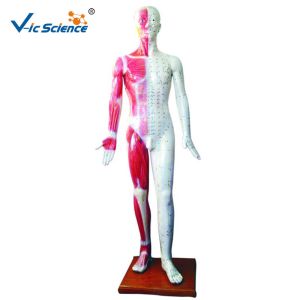 Buy cheap 178CM Acupuncture Human Body Model from wholesalers