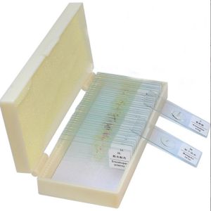 Buy cheap Biology Lab 50pcs Animal Tissue OEM Pre Prepared Microscope Slides from wholesalers