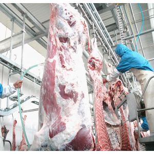 Customized 7.5KW Slaughterhouse Cow Machine Automatic Cow Slaughtering Machine