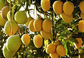 Buy cheap Continuous Mango Fruit Jam Paste Production Line Automatic product