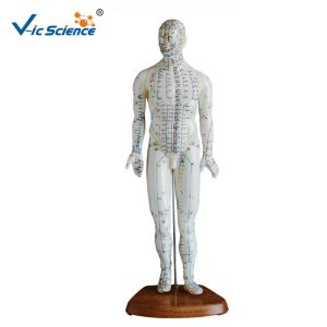 Buy cheap 46cm Human Acupuncture Model from wholesalers
