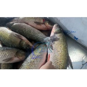 ISO 220V Commercial Fish Scaler Machine , Stainless Steel Fish Gut Remove