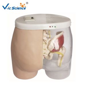 Buy cheap 44cm Nursing Skills 11kgs Intramuscular Injection Practicing Model from wholesalers
