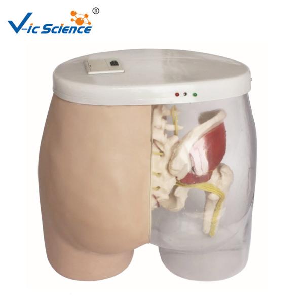 Buy cheap 44cm Nursing Skills 11kgs Intramuscular Injection Practicing Model from wholesalers