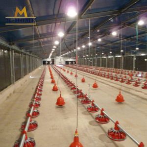 Q345B Prefabricated Steel Structure Poultry Shed Hot DIP Galvanized