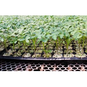 Buy cheap Thermoforming 128Cells Plastic Germination Trays Plastic Seed Starter from wholesalers