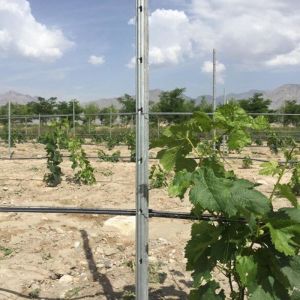 Buy cheap Power Coated Round / Square Metal Vineyard Trellis Posts Q195 / Q235Material from wholesalers