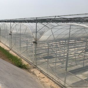 Buy cheap Durable Tomato Greenhouse Agriculture Plastic Film with Cooling and Heating Features from wholesalers