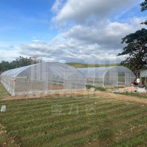 6x15m High Tunnel Greenhouse With Galvanized Steel Frame For Vegetable Farming