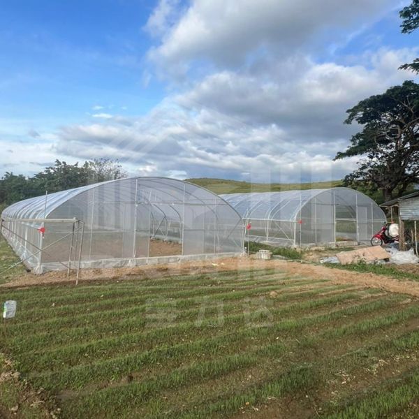 Quality Professional Agricultural Tunnel Greenhouse With Rustproof Galvanized Frame for sale