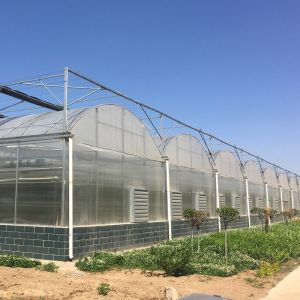 Buy cheap Hot-Dipped Galvanized Frame Multi-Span Greenhouse For Large-Scale Crop Production from wholesalers