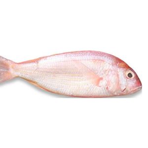 Automatic Ocean Fish Sorting Equipment For Large Capacity Fish Sizing Machine