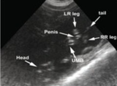 Buy cheap Digital Veterinary Ultrasound Scanner from wholesalers