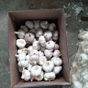 Buy cheap China fresh garlic export to Brazil by Pioneer garlic group. 6.0 cm normal white garlic. from wholesalers