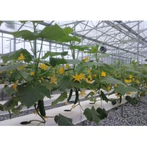 Buy cheap Cucumber Greenhouse Hydroponic Systems Galvanized Frame Thin Film Structure from wholesalers