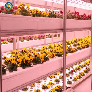 Buy cheap Toughened Clear Glass Flower Greenhouse Customized With Automatic Systems from wholesalers