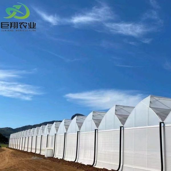 Buy cheap Hydroponic Planting Multi Span Greenhouse for Vegetables/Tomato 200 Microns Film Cover from wholesalers