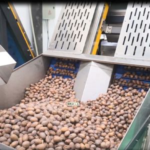 Buy cheap Mechanical Pecans Silver Sorting And Shelling Machine Computer Control 380V from wholesalers