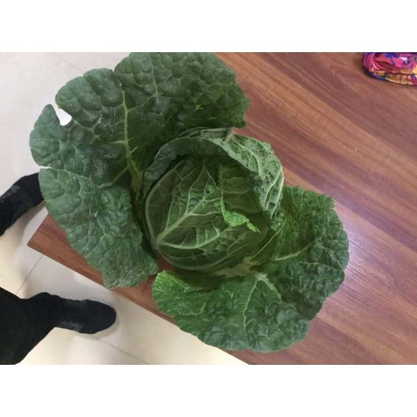 Buy cheap Large Organic Green Cabbage , Cruciferous No Putrefaction Healthy Cabbage from wholesalers