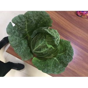 Buy cheap Large Organic Green Cabbage , Cruciferous No Putrefaction Healthy Cabbage from wholesalers