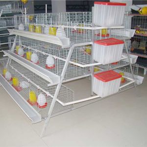 China A Type 198 Birds Layer Chicken Cage Poultry Farming Equipment on sale