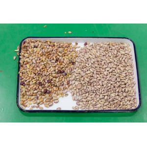 Peeled Peanut Almond Walnut Raisin Color Sorting Machine CCD 5 Chutes