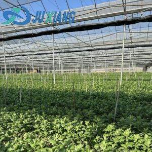 Buy cheap Steel Plastic Double Arch Beam Design Greenhouse For Vegetables from wholesalers