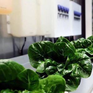 China Vertical Farming Container Greenhouse with Hydroponic Features Shaped Roofing Design on sale