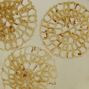 Buy cheap Super Decarburization MBBR Water Treatment Floating Filter Media 25mm X 4mm from wholesalers