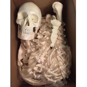 Scientific Life Size Disarticulated 180cm Human Skeleton Model