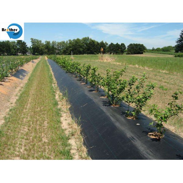 UV Treated Agricultural 3.2m Woven Plastic Weed Control Mat Ground Cover Barrier Fabric Sheet