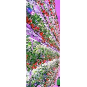 Buy cheap Strawberry Vertical Farming System For Fruits White Food Grade Planting Pvc from wholesalers
