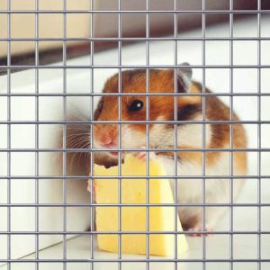 Guaranteed Quality Proper Price Anping Wire Mesh Chicken Wire Mesh Roll Welded