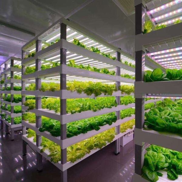 Buy cheap Container Greenhouse for Growing Leafy Greens Multi Span and Steel Cover from wholesalers