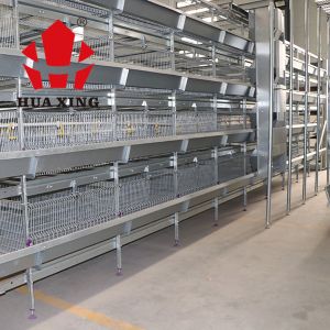 Broiler 96 Birds 3 Tier Layer Cages With Automatic Feeding System