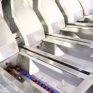 Buy cheap 3 Ton/H Output 1-Year Warranty Red Dates Sorting Machine With CE Certificates from wholesalers