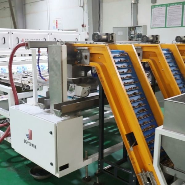 Quality Industrial Grade High Resolution Walnut Kernel Sorting Machine FPGA Image Processor Multi Angle Camera Nut Defect Sorter for sale